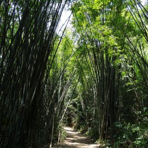 Bambous  - Khao Sok National Park