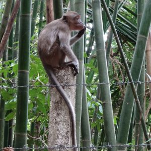 Macaque crabier - Khao Sok National Park