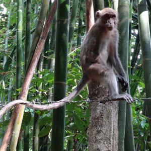 Macaque crabier - Khao Sok National Park