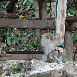 Macaques crabiers - Koh Lanta National Marine Park