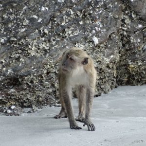 Macaque crabier