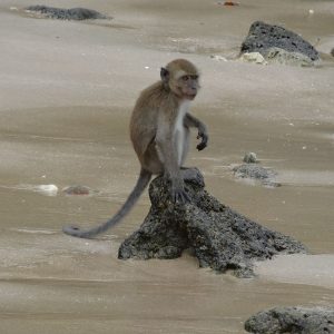 Macaque crabier - Koh Lanta National Marine Park