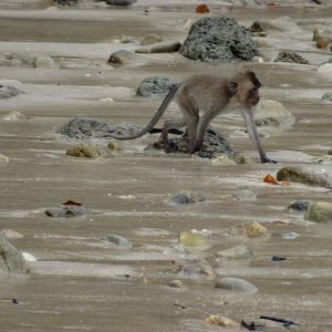 Macaque crabier - Koh Lanta National Marine Park