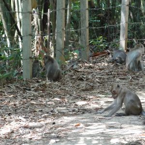 Macaques crabiers - Khao Sok National Park