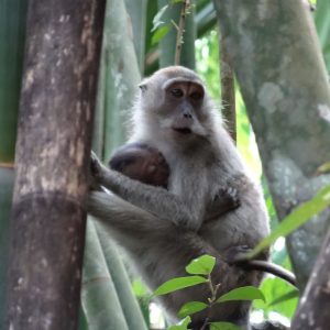 Macaques crabiers - Khao Sok National Park