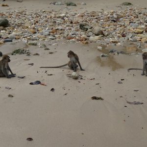 Macaques crabiers - Koh Lanta National Marine Park