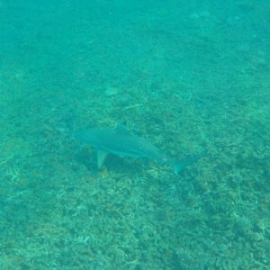 Requin à pointe noire - Snorkeling - Shark Bay