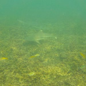Requin à pointe noire - Snorkeling - Shark Bay