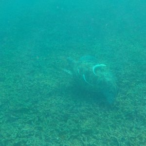 Tortue - Snorkeling - Shark Bay