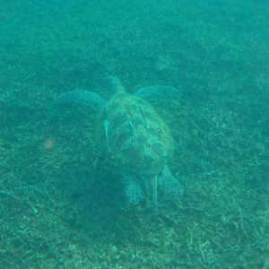 Tortue - Snorkeling - Shark Bay