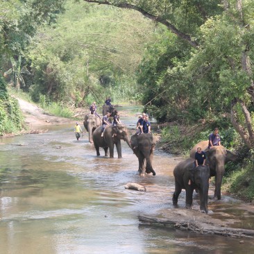 Eddy Chiang Mai Elephant Care