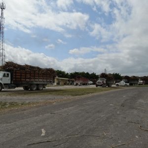Camions de cannes à sucre à l'entrée de l'usine