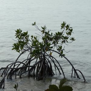 Mangrove côtière