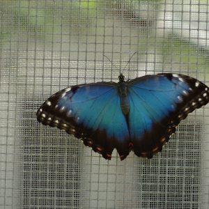 Morpho - serre aux papillons