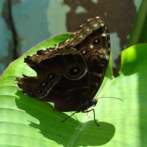 Morpho - serre aux papillons