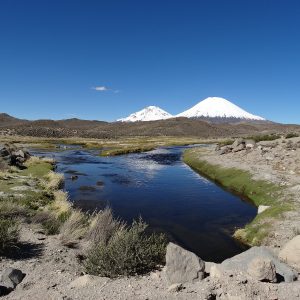  Bofedal - Volcans Parinacota et Pomerane 