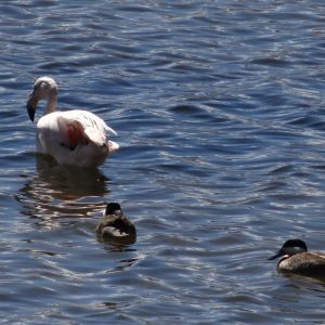 Flamant et canards - - Lac Chungará