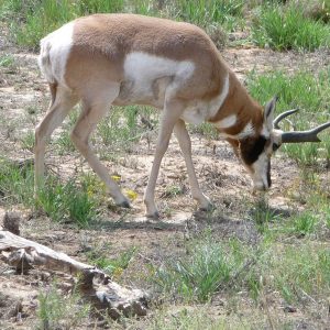 Antilope d'Amérique (Antilocapre)