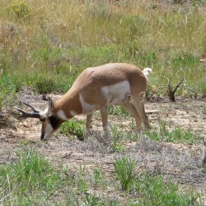 Antilope d'Amérique (Antilocapre)