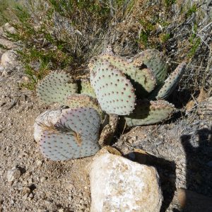 Cactus - Teutonia Peak Trail 