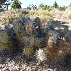 Cactus - Teutonia Peak Trail 