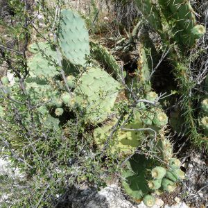 Cactus - Island Trail