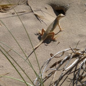Desert Iguana - Kelso Dunes