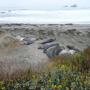 Elephant Seal Colony