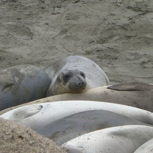 Elephant Seal Colony