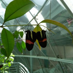 Papillons - California Academy of Sciences (Golden Gate Park) 