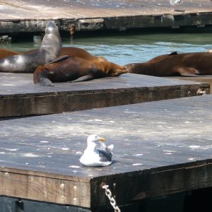 Sea Lions (otaries) - Pier 39