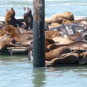 Sea Lions (otaries) - Pier 39