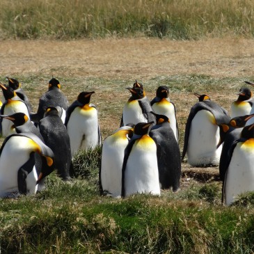 Parque Pingüino Rey (Chili)