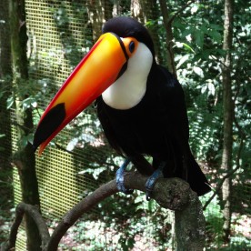 Parque das Aves – Foz Do Iguaçu