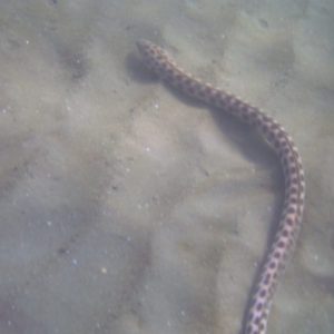Serpiente marina - Playa Junquillal
