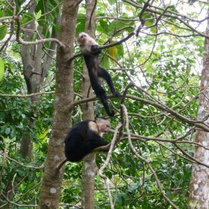 Monos capuchinos (Cebus)