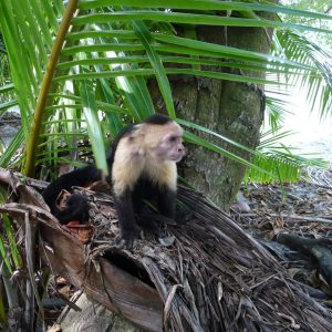 Mono Capuchino (Cebus)