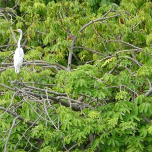 Observación de aves en las Isletas de Granada - Lago Nicaragua