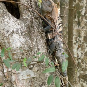 Iguana - Refugio Nacional de Vida Silvestre Bahía Junquillal 