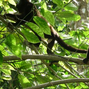 Mono aullador negro (Alouatta)