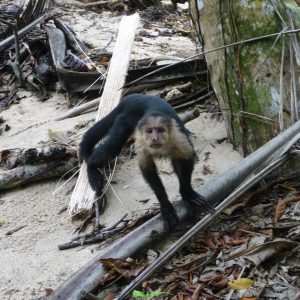 Mono capuchino (Cebus)