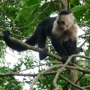 Mono capuchino (Cebus)