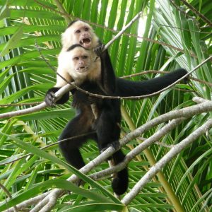 Monos capuchinos (Cebus)