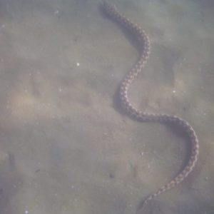 Serpiente marina - Playa Junquillal