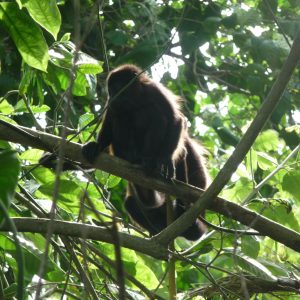 Mono aullador negro (Alouatta)