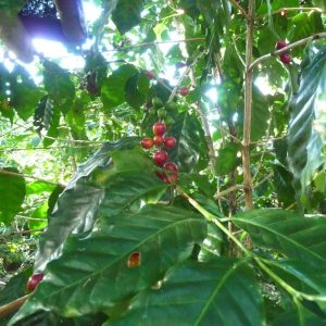 Cafetos - plantación de café