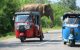 éléphant circulation routière Sri Lanka Sri Lanka