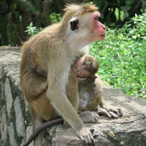 Macaques à toque