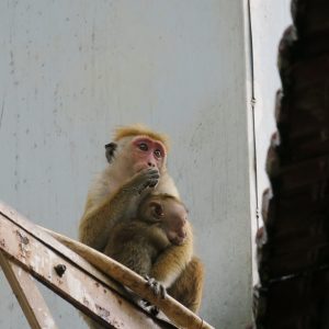 Macaques à toque